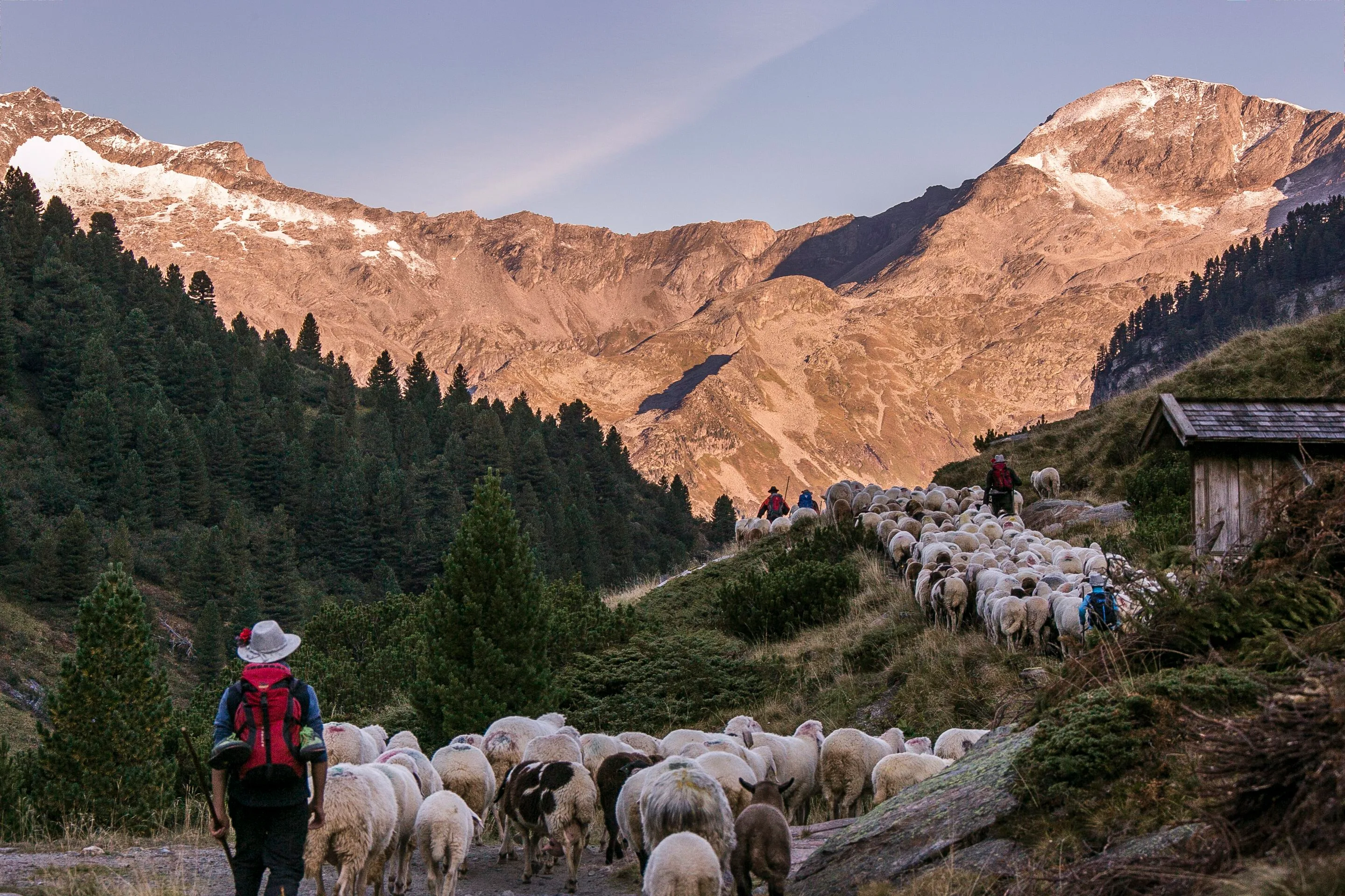 Schafabtrieb entlang des Berliner Höhenwegs im Zillertal in Tirol
